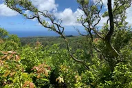 Kapalua Ridgeline Hike thumbnail 4
