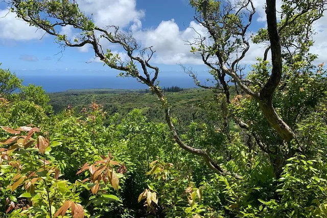 Kapalua Ridgeline Hike - Image 4