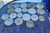 Treasure Island Shell Key Deck Boat Adventure thumbnail 4