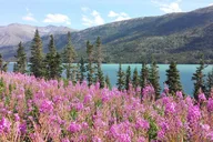 Skagway Yukon Border and Suspension Bridge Tour thumbnail 1