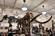 New York Museum Combo Tour thumbnail 4