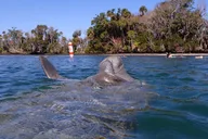 Crystal River Manatee Viewing and Sightseeing Boat Tour thumbnail 5