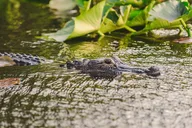 Everglades Airboat Tour with Transportation thumbnail 5