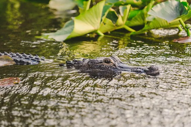 Everglades Airboat Tour with Transportation - Image 5