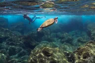 West Maui Snorkel Tour with Turtle Gardens thumbnail 6