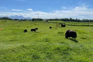 Anchorage Matanuska Valley and Farm Tour 8 hr thumbnail 5