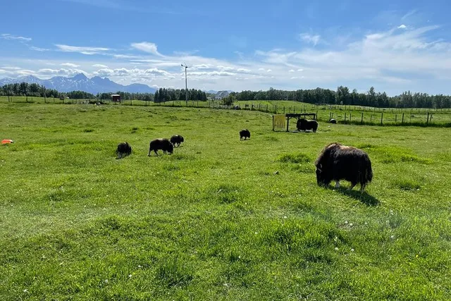 Anchorage Matanuska Valley and Farm Tour 8 hr - Image 5
