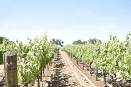 Lodi Wine Tasting Tour thumbnail 5