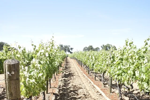 Lodi Wine Tasting Tour - Image 5
