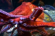 San Francisco City Attractions Pass thumbnail 6
