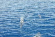 Key West Dolphin Watch Sunset Sail thumbnail 5