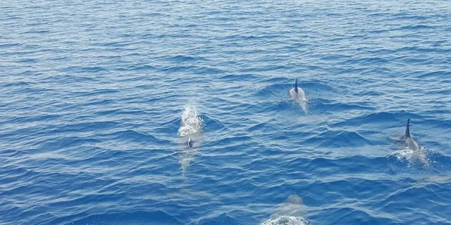 Key West Dolphin Watch Sunset Sail - Image 5