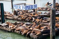 San Francisco City Tour with Bay Cruise Option thumbnail 4