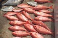 Fort Lauderdale Fishing Trip thumbnail 3