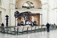 Chicago Field Museum Tour with Tickets thumbnail 5