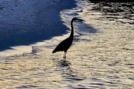 Destin Harbor Sightseeing Cruise thumbnail 6