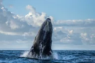 Monterey Bay Whale Watching Tour thumbnail 2