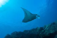 Niihau Scuba Charter with 2 or 3 Tank Dive thumbnail 3