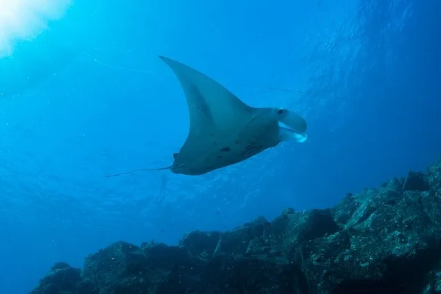 Niihau Scuba Charter with 2 or 3 Tank Dive - Image 3