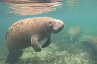Crystal River Manatee Snorkel Tour with Guide thumbnail 4
