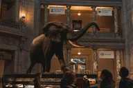 Washington DC Smithsonian Museums Tour with NMAAHC Entry thumbnail 2