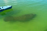 Big Hickory Island Hobie Kayak Eco Adventure thumbnail 4