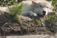 Anchorage Alaska Wildlife Tour with Hotel Pickup 4 hr thumbnail 3