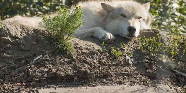 Anchorage Alaska Wildlife Tour with Hotel Pickup 4 hr - Image 3
