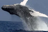 Kailua Kona Whale Watching Cruise thumbnail 1