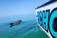 Key West Snorkeling and Dolphin Watching Tour thumbnail 1