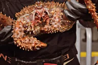 Ketchikan Bering Sea Crab Fisherman's Tour 3 hr thumbnail 6