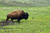 Yellowstone Lower Loop Private Tour from Bozeman thumbnail 3