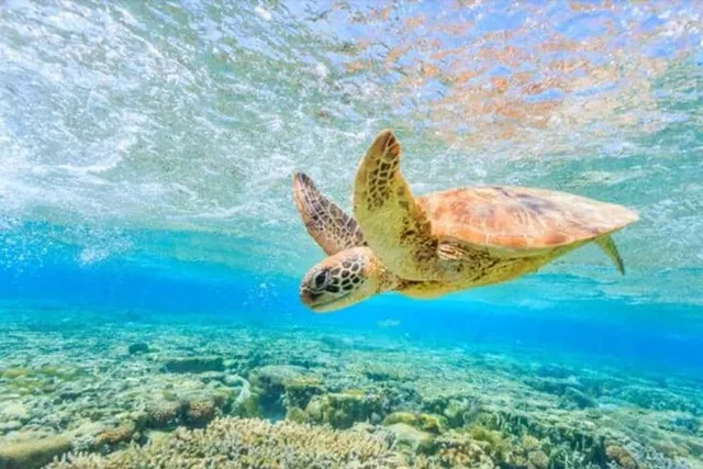 Waikiki Turtle Canyon Snorkeling Tour - Image 3