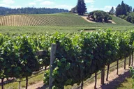 San Francisco Napa & Sonoma Wine Tour with Hop-on Hop-off thumbnail 1