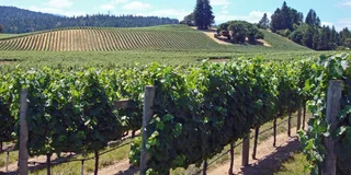 San Francisco Napa & Sonoma Wine Tour with Hop-on Hop-off