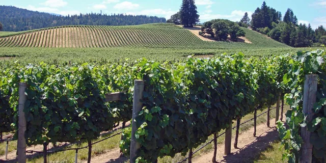 San Francisco Napa & Sonoma Wine Tour with Hop-on Hop-off - Image 1