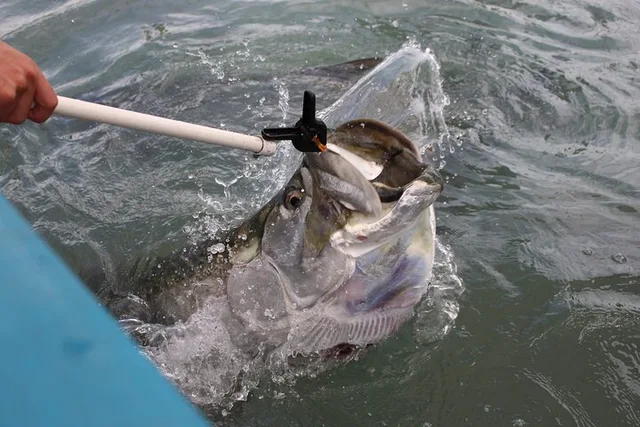Miami Tarpon Fish Feeding Experience - Image 5