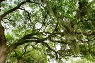 Savannah Historical Panoramic City Tour thumbnail 6