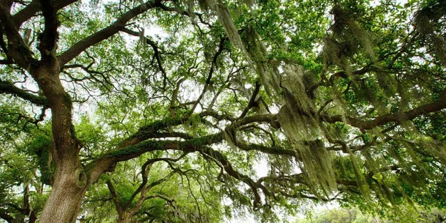 Savannah Historical Panoramic City Tour - Image 6