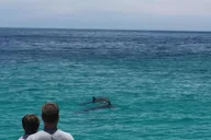 Panama City Beach Dolphin Sightseeing Catamaran Tour thumbnail 1