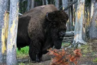 Yellowstone Private Upper Loop Tour with Lunch thumbnail 1