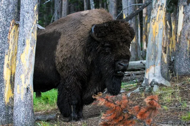 Yellowstone Private Upper Loop Tour with Lunch - Image 1