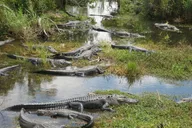 Miami Everglades Airboat Tour thumbnail 6