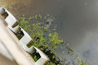 New Orleans Swamp Zipline Tour thumbnail 4