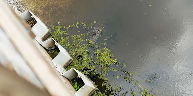New Orleans Swamp Zipline Tour - Image 4