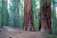 Yosemite Giant Sequoia Grove Hike thumbnail 2