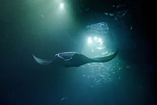 Kona Manta Ray Night Snorkel Adventure 2.5 hr
