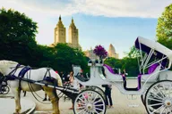 New York City Horse Carriage Ride in Central Park thumbnail 1