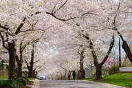 Washington D.C. Kenwood Cherry Blossoms Tour 3 hr thumbnail 3