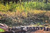New Orleans Tiki Boat Bayou Party and Wildlife Tour thumbnail 2